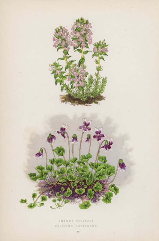 Thymus Striatus; Erpetion Reniforme（カラーリトグラフ） 作： 英語学校