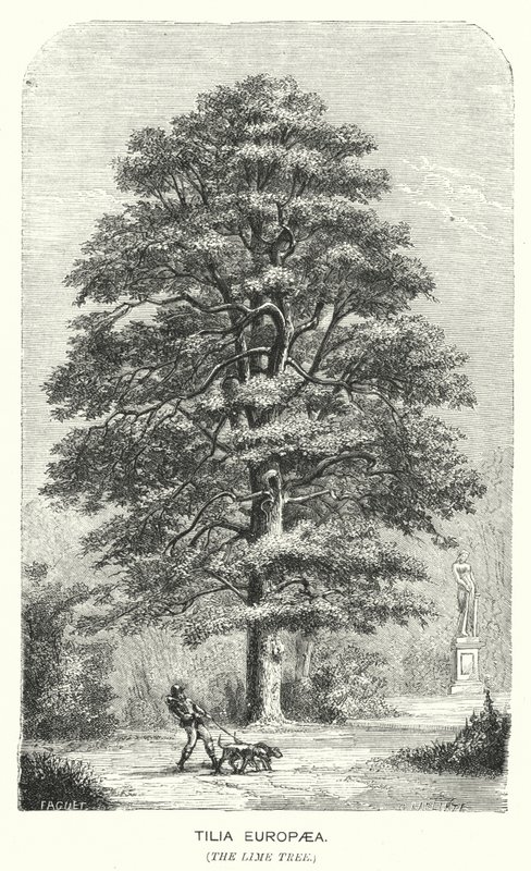 Tilia Europaea, The Lime Tree (エングレービング) 作： 英語学校