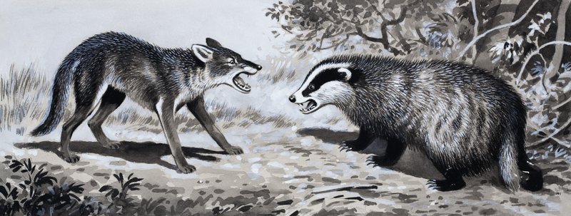 歯と爪：戦闘中の動物 作： 英語学校