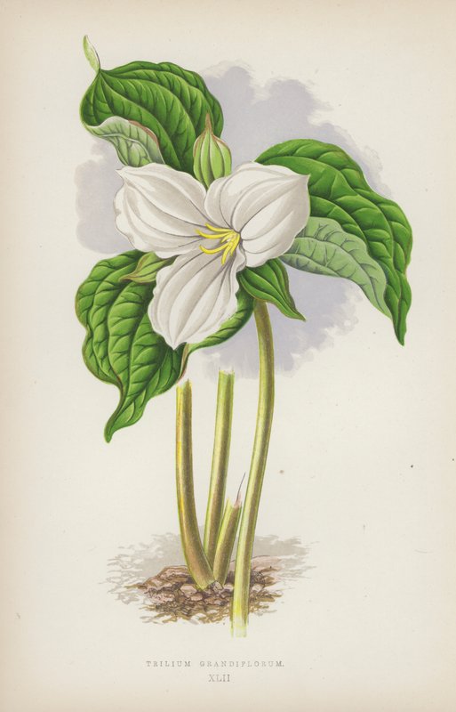 Trilium Grandiflorum（カラーリトグラフ 作： 英語学校