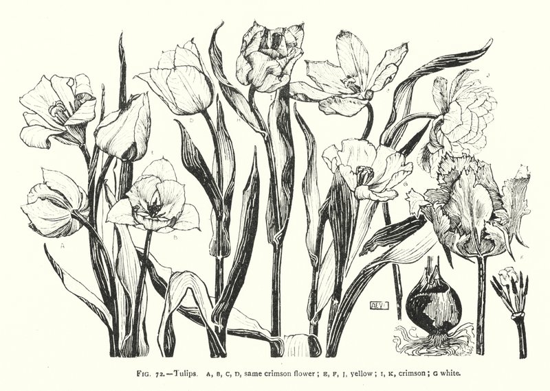 チューリップ；同じ深紅色の花；黄色；深紅色；白(彫刻) 作： 英語学校