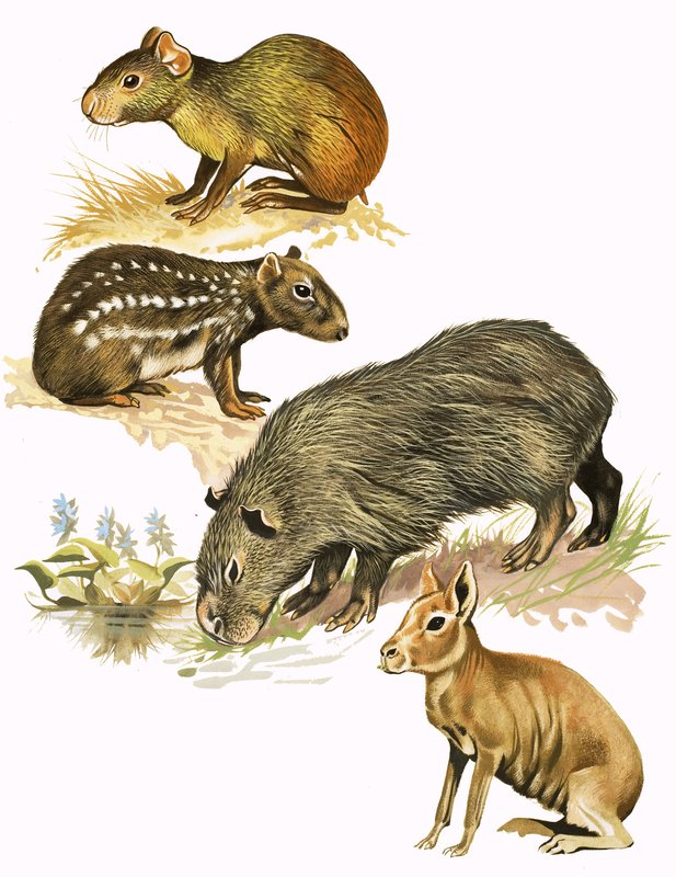 正体不明の動物のモンタージュ 作： 英語学校