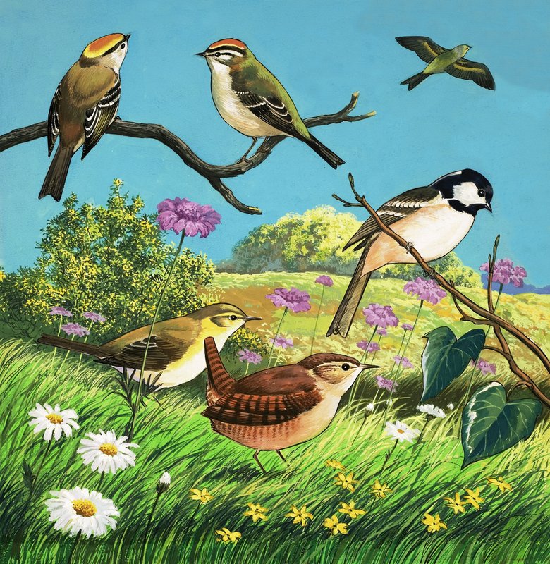 正体不明の鳥のモンタージュ 作： 英語学校