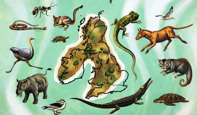 イギリスの地図周辺の動物の正体不明のモンタージュ 作： 英語学校