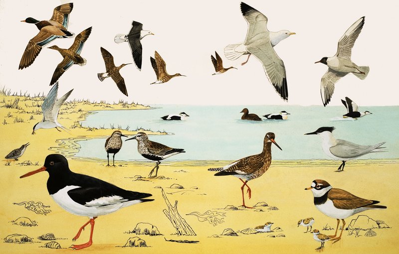 正体不明の海鳥のモンタージュ 作： 英語学校