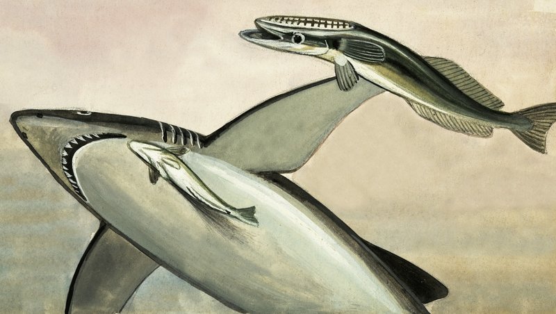 正体不明のサメと魚 作： 英語学校