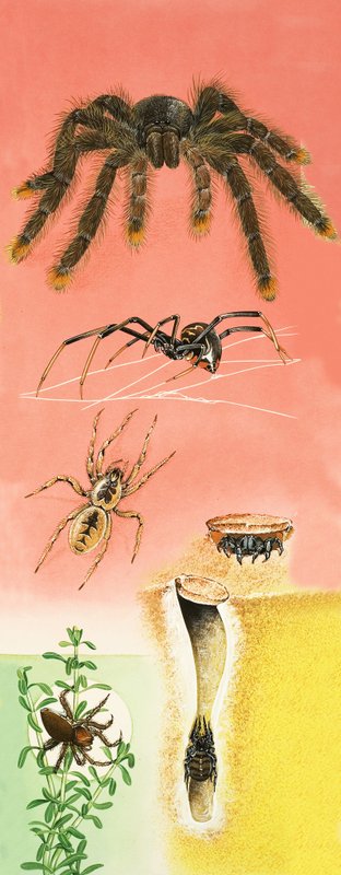 正体不明のスパイダーモンタージュ 作： 英語学校