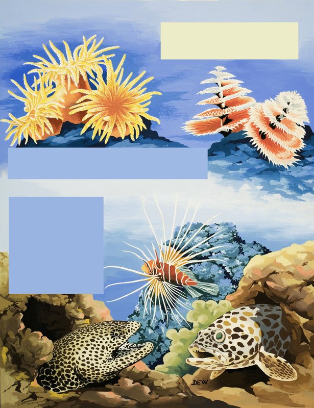 未確認の水中動植物 作： 英語学校