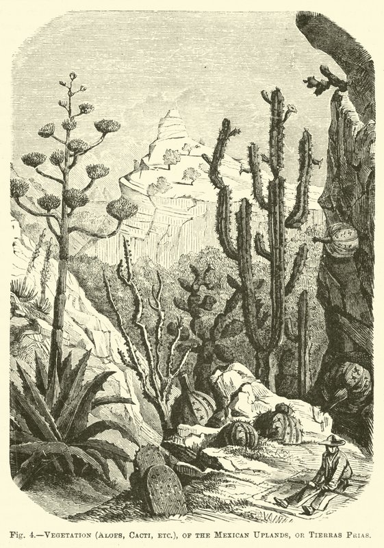 メキシコの高地の植生（アロエ、サボテンなど）、またはティエラフリアス 作： 英語学校