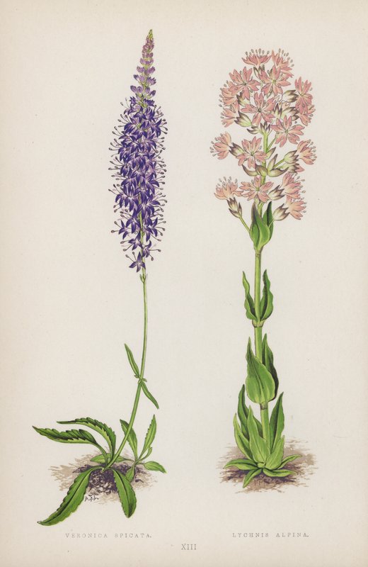 Veronica Spicata; Lychnis Alpina (カラーリトグラフ) 作： 英語学校
