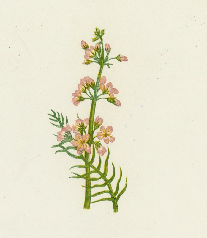ウォーターバイオレット、Hottonia Palustris 作： 英語学校
