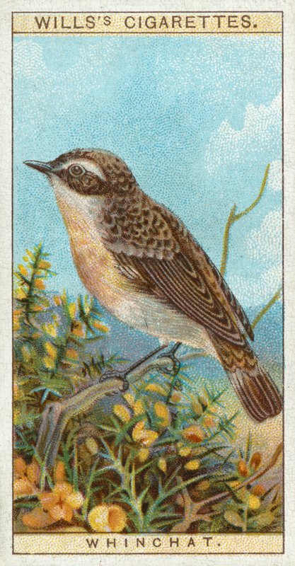 Whinchat 作： 英語学校
