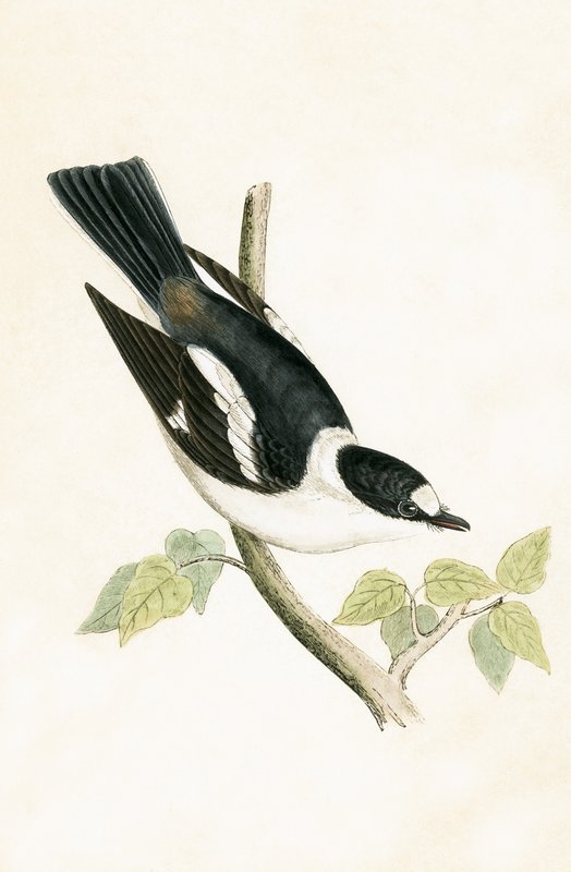 ホワイトカラーのヒタキ、チャールズロバートブリー（1811-86）による「イギリス諸島では観察されないヨーロッパの鳥の歴史」のイラスト、1867年発行 作： 英語学校