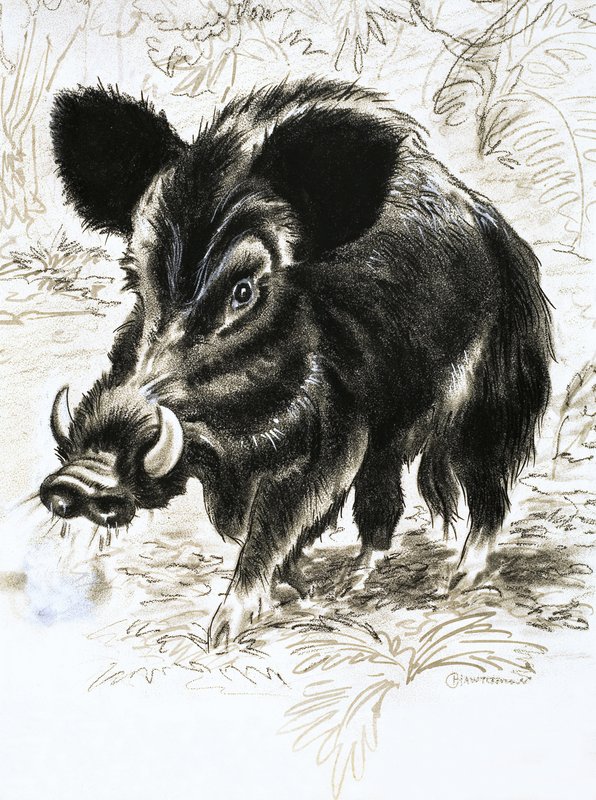 イノシシ | 英語学校 | アートプリント