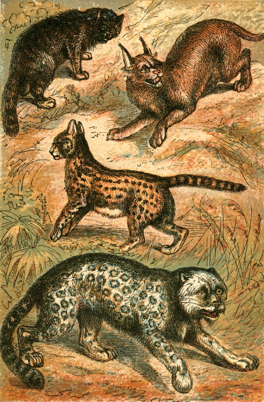 ワイルドキャット、サーバル、オンス、カラカル 作： 英語学校