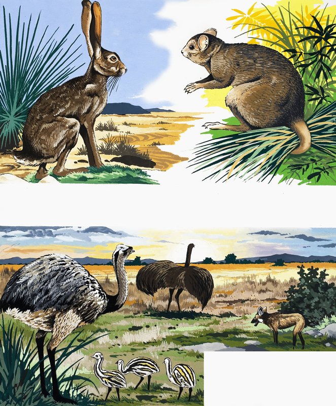 野生生物のモンタージュ 作： 英語学校