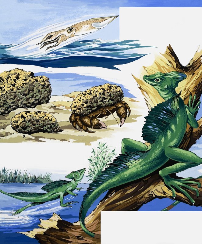 野生生物のモンタージュ 作： 英語学校