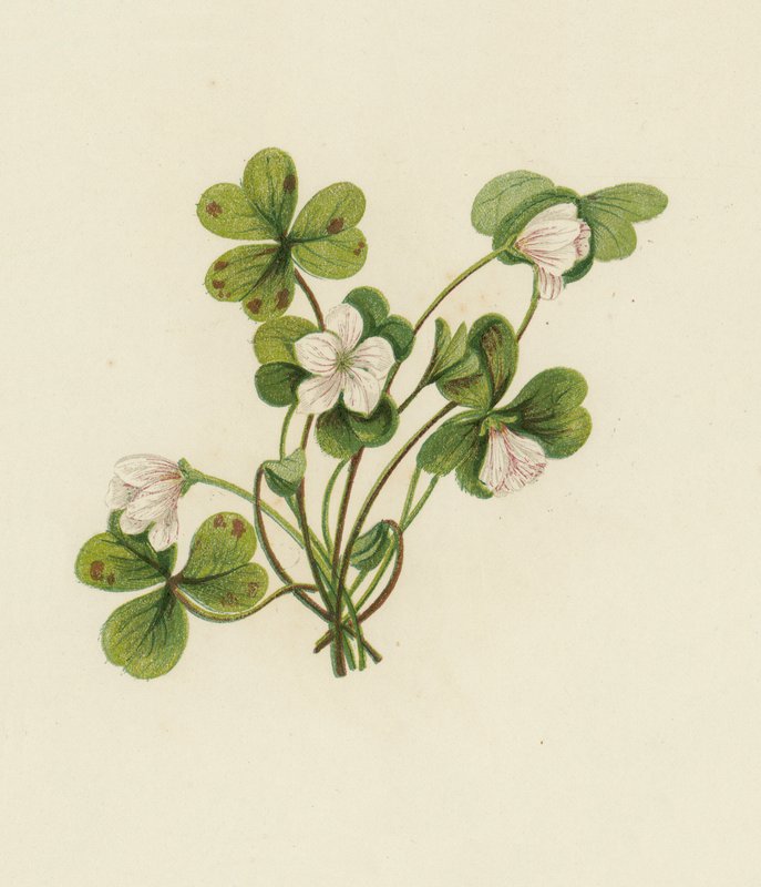 ウッドソレル（Oxalis Acetosella）（カラーリトグラフ 作： 英語学校