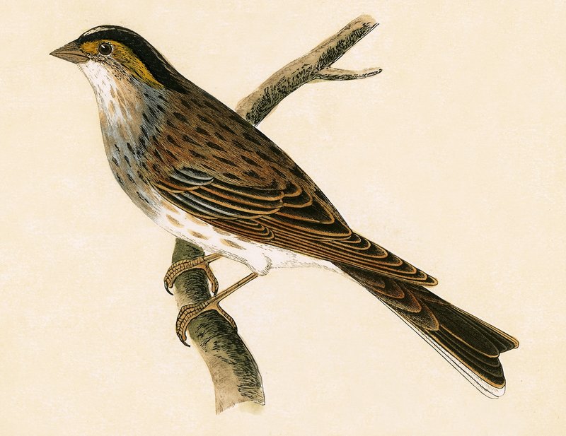 イエローブロウホオジロ、チャールズロバートブリー（1811-86）による「イギリス諸島では観察されないヨーロッパの鳥の歴史」のイラスト、1867年発行 作： 英語学校