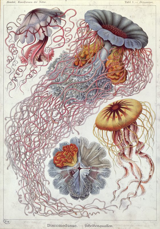 Ernst_Haeckel_-