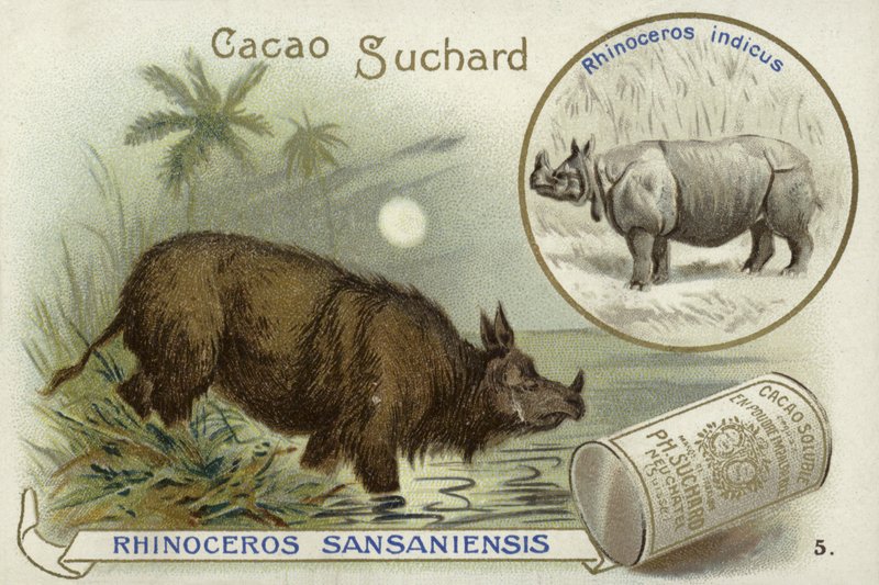 Rhinoceros SansaniensisおよびIndian rhinoceros 作： ヨーロピアンスクール