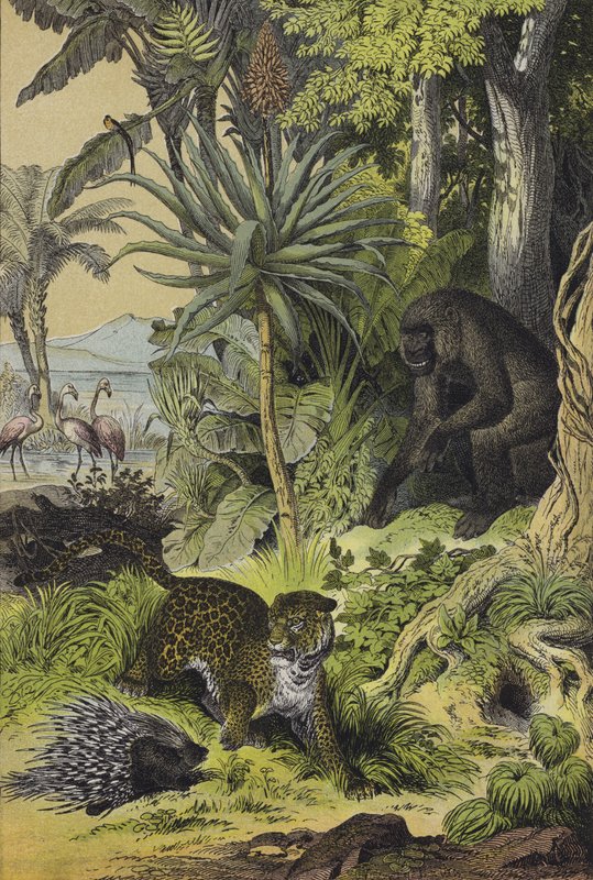 赤道ギニアの動物と植物（カラーリトグラフ） 作： ヨーロピアンスクール