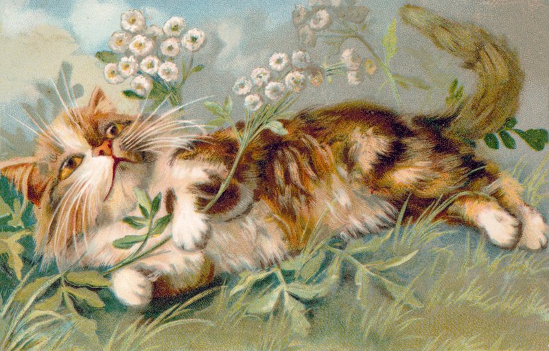 猫のポストカード（カラーリトグラフ） 作： ヨーロピアンスクール
