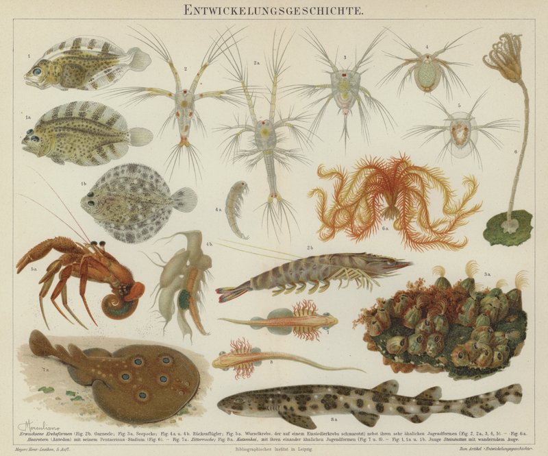 海洋生物の発生（カラーリトグラフ） 作： ヨーロピアンスクール