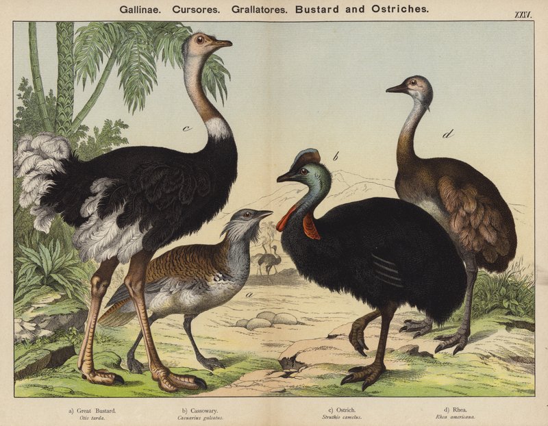 Gallinae, Cursores, Grallatores, Bustard and Ostriches (colour litho) 作： ヨーロピアンスクール