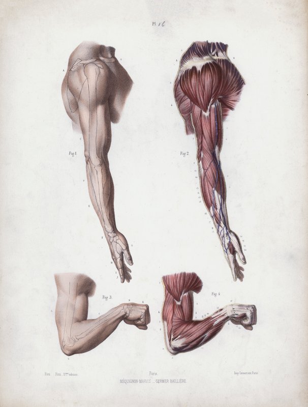 The Anatomy of the External Forms of Man」のイラスト。男性の腕と手(カラーリトグラフ) 作： ヨーロピアンスクール