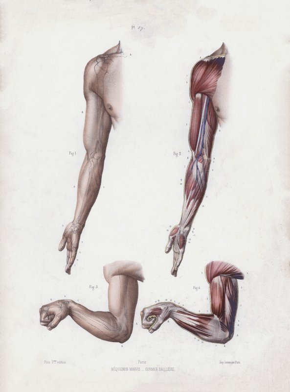 The Anatomy of the External Forms of Man」のイラスト。男性の腕と手(カラーリトグラフ) 作： ヨーロピアンスクール