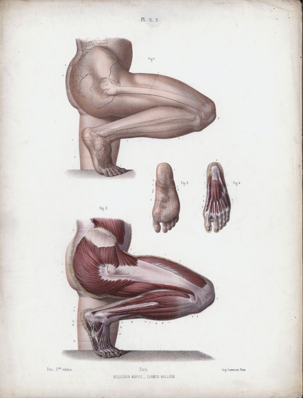 The Anatomy of the External Forms of Man」のイラスト。男性の脚と足（カラーリトグラフ 作： ヨーロピアンスクール