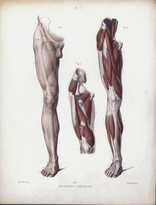 The Anatomy of the External Forms of Man」のイラスト。男性の脚、正面図（カラーリトグラフ 作： ヨーロピアンスクール