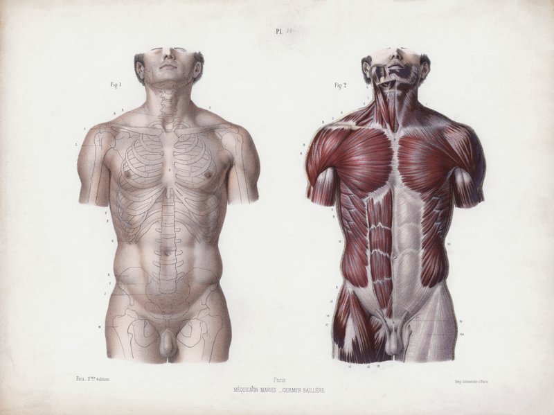 The Anatomy of the External Forms of Man』のイラスト。男性胴体、正面図（カラーリトグラフ 作： ヨーロピアンスクール