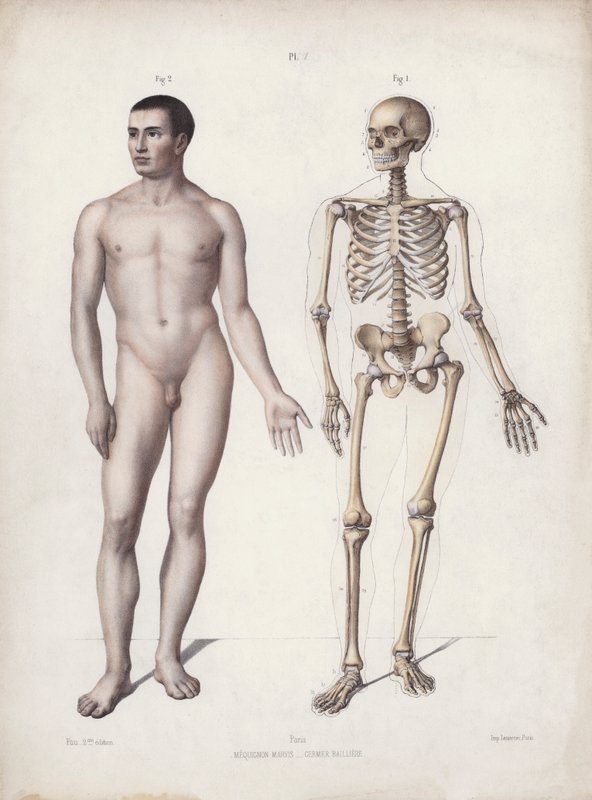 The Anatomy of the External Forms of Man』のイラスト。立っている人（カラーリトグラフ 作： ヨーロピアンスクール