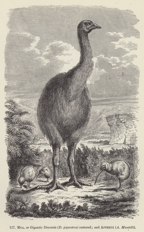 モア、または巨大なディノルニス（D giganteus）の復元、およびApteryx、A Mantelli（彫刻）。 作： ヨーロピアンスクール