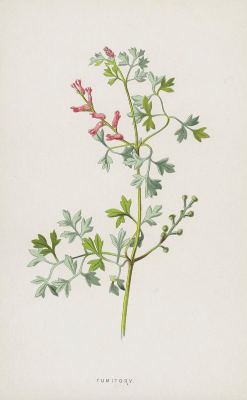 Fumitory（chromolitho） 作： フレデリック・エドワード・フルム