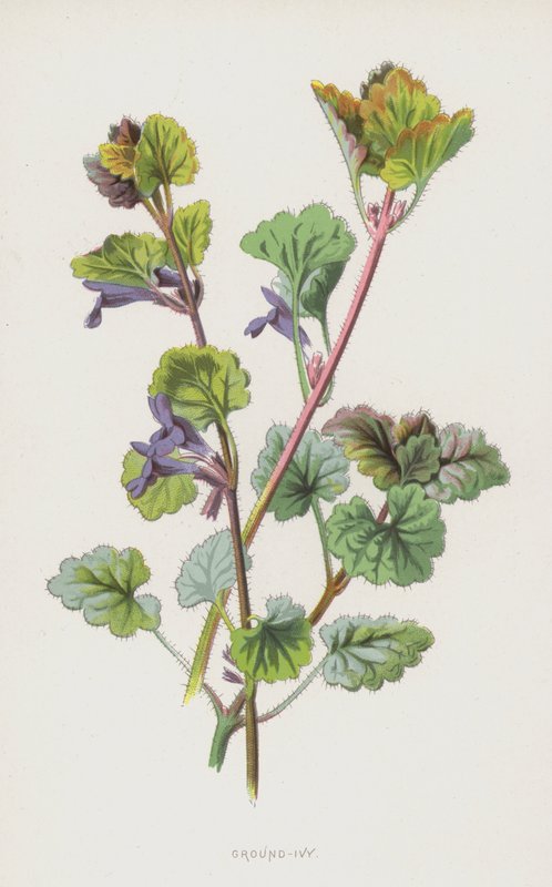Ground-Ivy（chromolitho） 作： フレデリック・エドワード・フルム