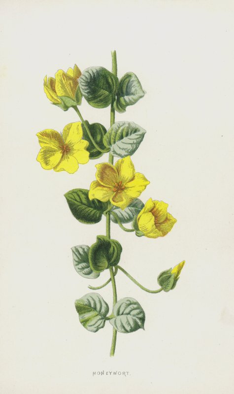 Moneywort（クロモリト） 作： フレデリック・エドワード・フルム