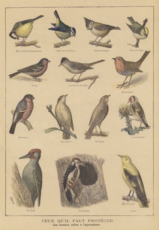 農業に有益な鳥 作： フランス語学校
