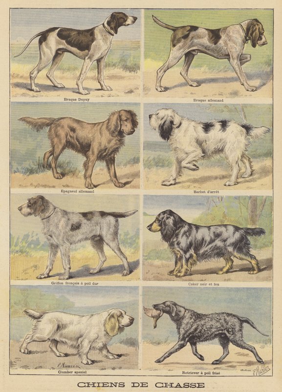 狩猟犬 作： フランス語学校