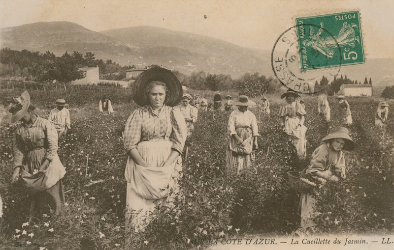 コートダジュール、ジャスミン狩り。 1913年に送られたはがき。 作： フランスの写真家