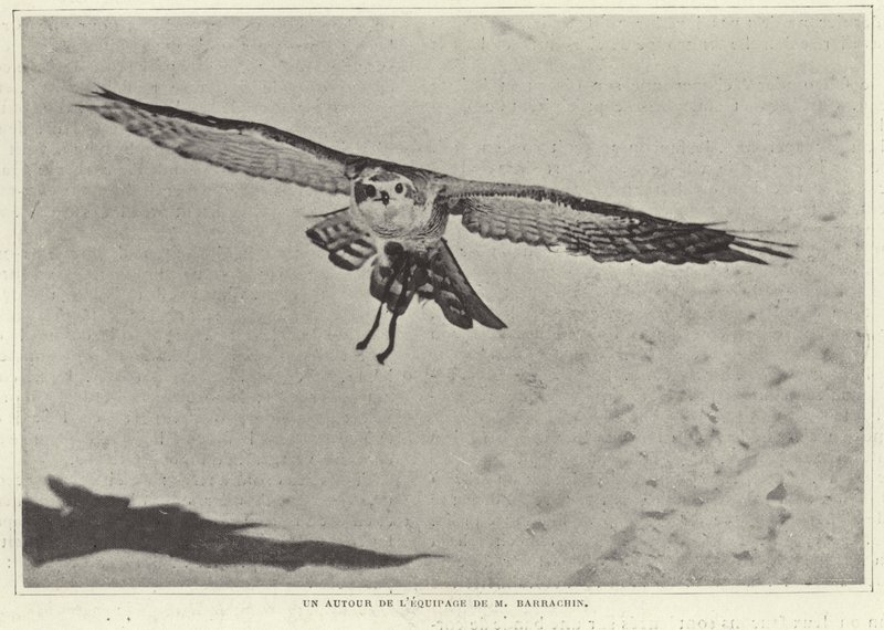 Mバラチンの鳥の1つ 作： フランスの写真家