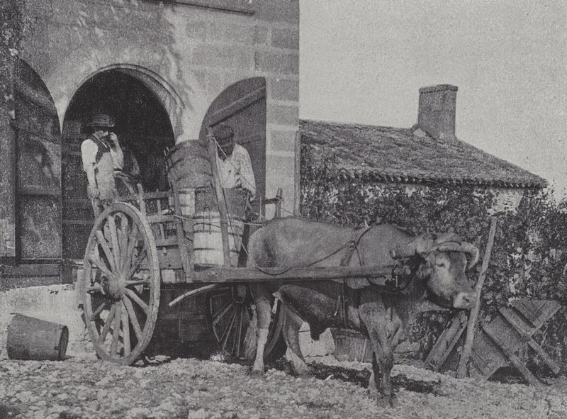 収穫したブドウを牛車で運ぶ（モノクロ写真 作： フランスの写真家