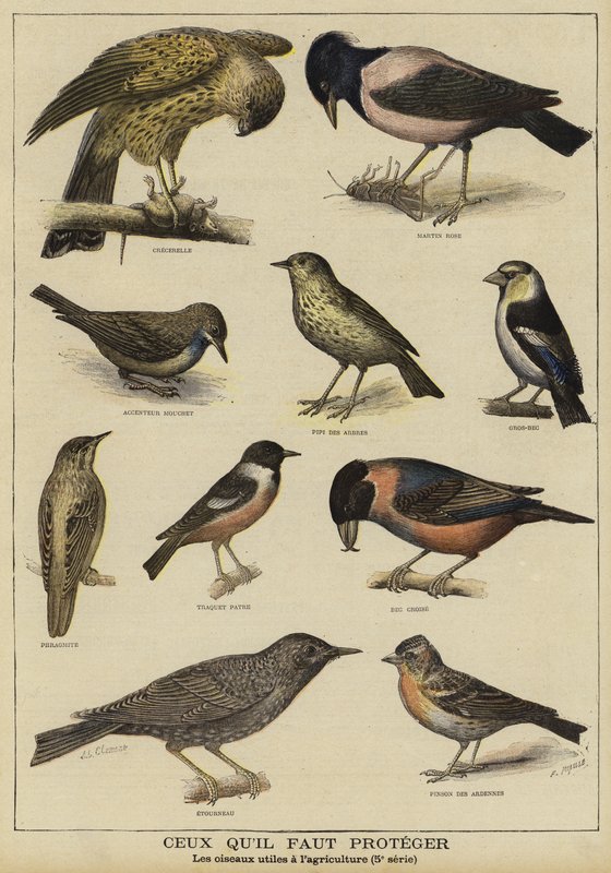 養殖への利益のために保護を必要としている鳥 作： フランス語学校