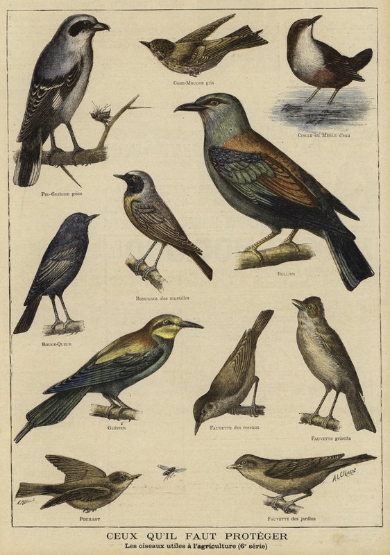 養殖への利益のために保護を必要としている鳥 作： フランス語学校