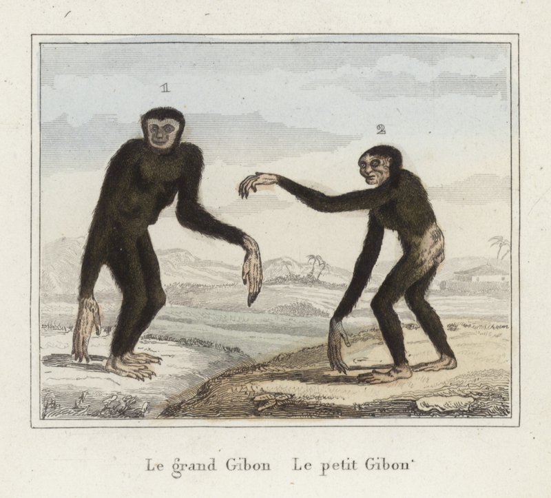 ギボンズ 作： フランス語学校