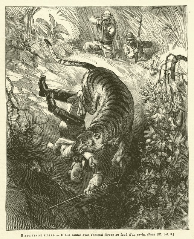 Histoires De Tigres (エングレービング) 作： フランス語学校