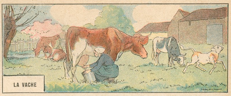 The Cow（カラーリトグラフ 作： フランス語学校