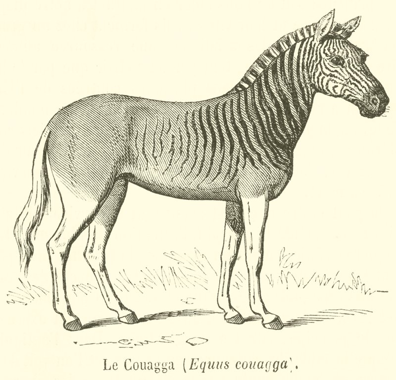 クワガタ（Equus couagga）（彫刻 作： フランス語学校